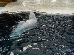 -杭州长乔极地海洋公园
