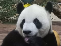 -海南热带野生动植物园