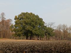 -共青国家森林公园-南大门停车场