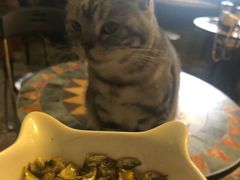 -猫猫幼稚园·撸猫·桌游·电玩