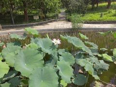 -石家庄市植物园