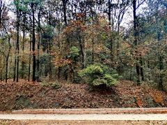 -南宁良凤江国家森林公园