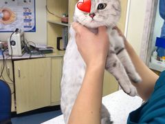 -康成宠物医院24H·CT·核磁共振