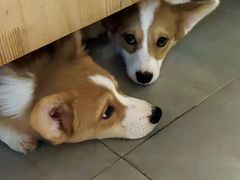 -暖阳宠物医院·犬猫康复中心·骨科