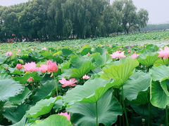 -荷塘月色湿地公园·向阳花洲