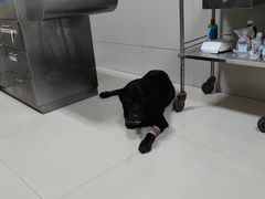 -康旭宠物医院(郑州总院)