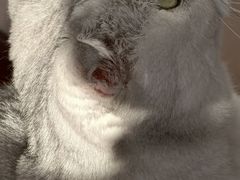 -小伙伴宠物医院•急重症转诊中心·老年专科·犬猫全科(北大街总院)