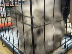 -艾贝尔宠物医院·狂犬免疫点(江山金象城店)
