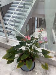 -上海漾颜医疗美容