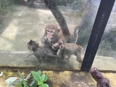-海南热带野生动植物园