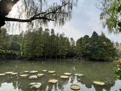 -上海滨江森林公园