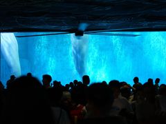 -海合安成都极地海洋公园