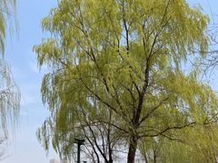 -长白岛森林公园