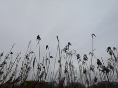 -长兴太湖图影湿地文化园