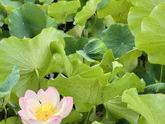 -四川大学(华西校区)