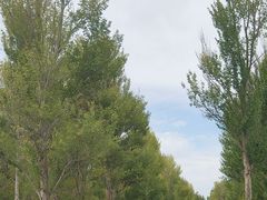 -金塔沙漠胡杨林景区