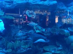 -迪拜水族馆及水下动物园