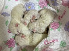 -谐和益家动物医院·免疫绝育·血液透析·宠保定点医院(高新伊藤分院)