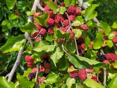 -南京小时候桑葚采摘园