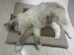 -猫和宫(六道口店)