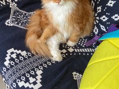 -平行世界·猫咖(首经贸店)