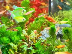 -循礼门鲜花花市(武汉循礼门店)