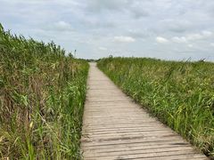 -盐城丹顶鹤湿地生态旅游区