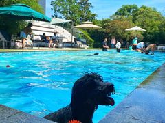 -汪说喵讲宠物乐园宠物酒店(红星美凯龙店)