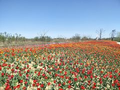 -泗洪洪泽湖湿地景区