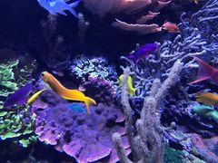 -西雅图水族馆