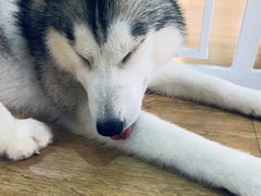 -Husky Go! 哈士奇体验馆·宠物咖啡厅狗咖