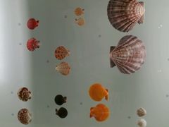 android_upload_pic-青岛贝壳博物馆
