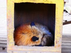 -宫城藏王狐狸村