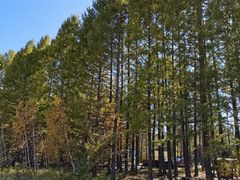 -塞罕坝国家级自然保护区