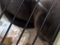 -艾贝尔宠物医院·狂犬免疫点(江山金象城店)