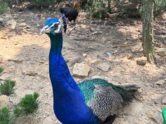 -西霞口神雕山野生动物世界