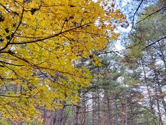 -帽儿山国家森林公园