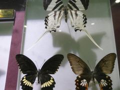 -上海昆虫博物馆