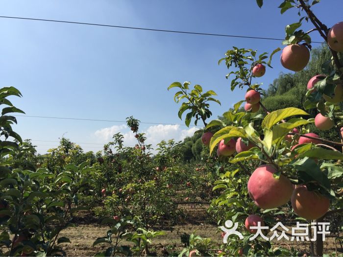 北京国科金立果树种植基地有限公司图片 - 第6张