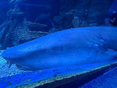 -太平洋海底世界