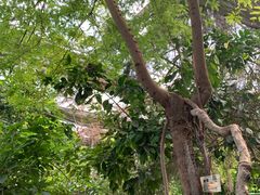 -呀路古热带植物园