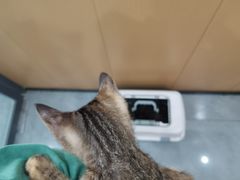 -贝利宠物医院·骨科·眼科·肿瘤转诊中心(南坪诊疗中心)