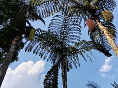 -中国科学院西双版纳热带植物园
