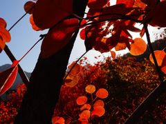 -周口店坡峰岭风景区