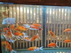 -菊上料理(蜀山银泰百货店)