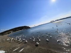 -烟墩角天鹅湖