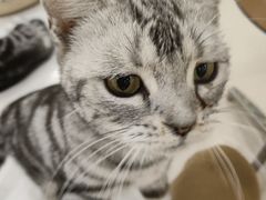 -共舞时光猫咖·狗咖(新街口店)