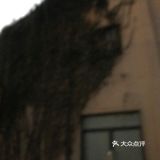 初探杭州融合西餐—青果