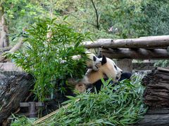 -都江堰中华大熊猫苑