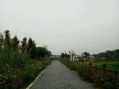 -田园东方蜜桃村的田野营地